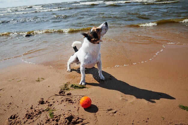 Sweet dog play with orange ball toy on the beach