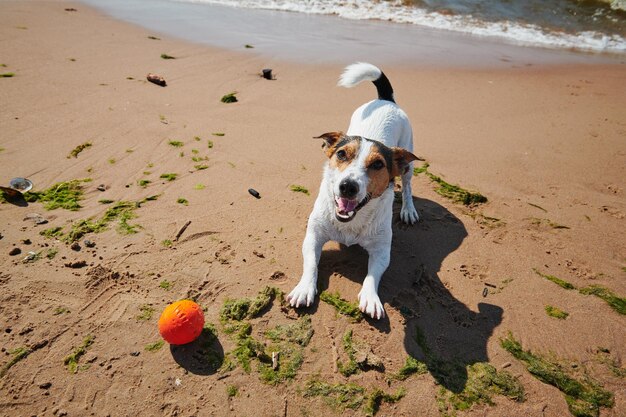 Sweet dog play with orange ball toy on the beach