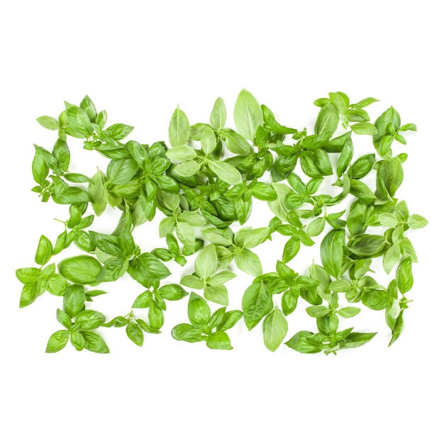 Sweet Genovese basil leaves background arrangement isolated on white Top view