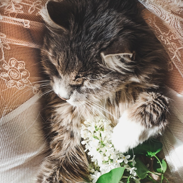 Sweet kitten and beautiful sprig of lilac