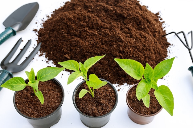 Sweet Paprika seedlings in a plastic pot and a pile of fertile land on a white background