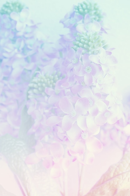 Sweet and pastel color orchid flower