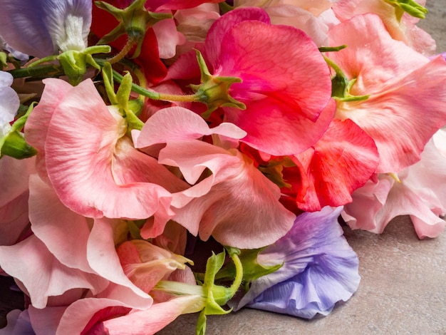 Sweet Pea Lathyrus odoratus colorful as a background