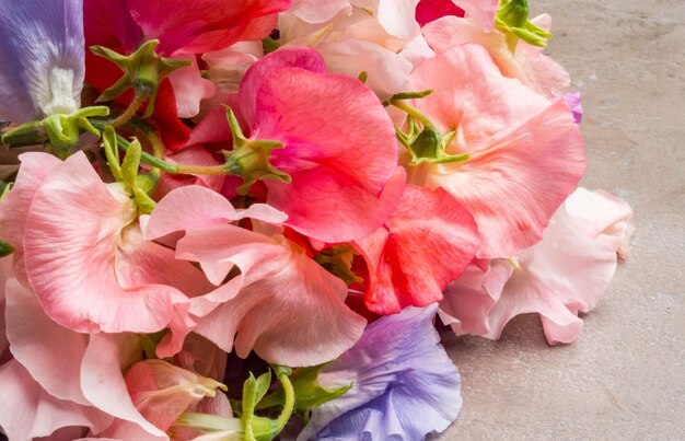 Sweet Pea Lathyrus odoratus colorful as a background