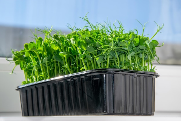 Sweet peas Closeup microgreens on a on the windowsill