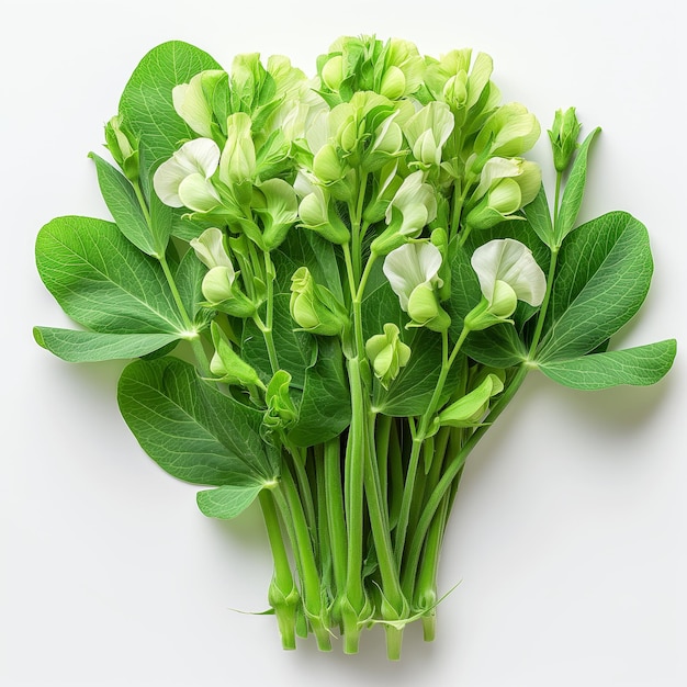 Sweet Peas in Pods with Leaves and Stems on a White Canvas