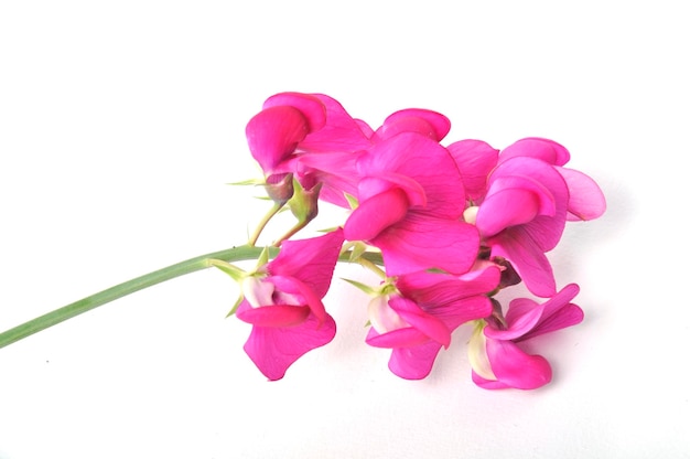 Sweet peas on a white background