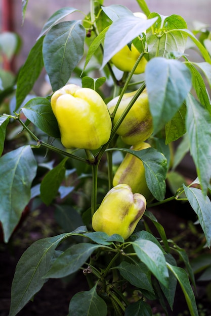 Sweet pepper bush growing in garden