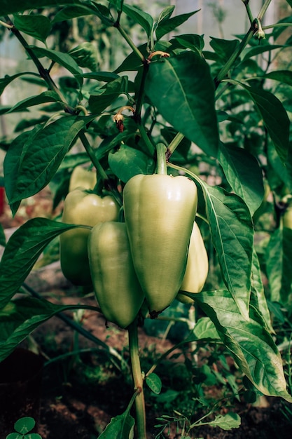 Sweet peppers harvest on farm vegetable background closeup