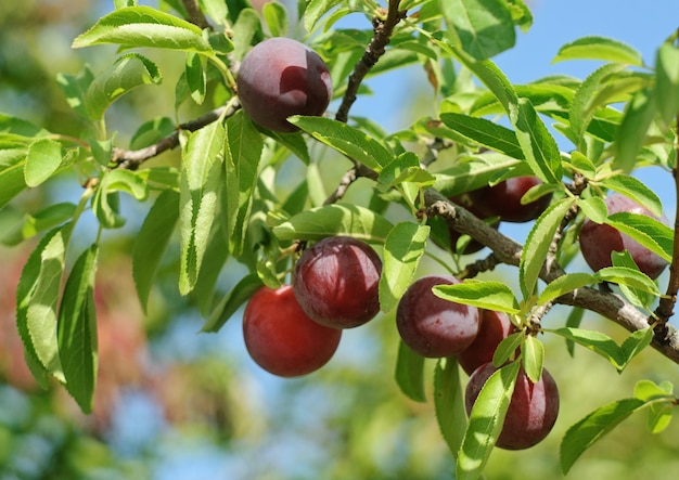 Sweet plums cherryplum ripen on branch of tree with green leaves in garden Concept of growing and harvesting Selective focus