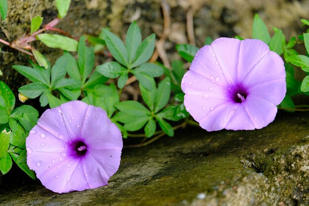 Photo sweet potato or ipomoea cairica