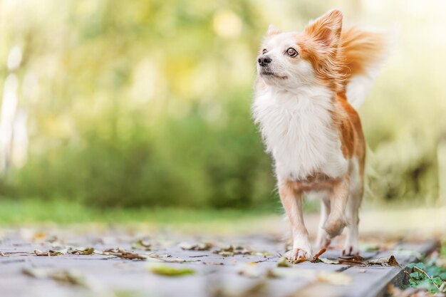 Sweet red and white dog walking on the park