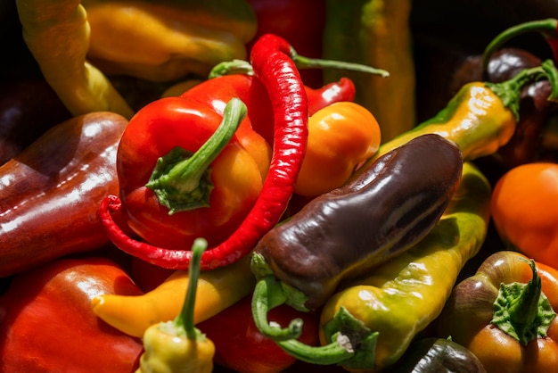 Sweet Yuolgar peppers of different varieties in bright sunlight Nutrition with natural products and health Closeup