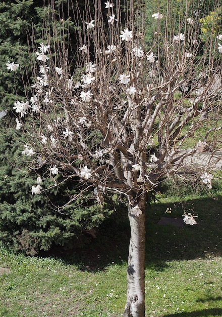 Sweetbay (Magnolia) tree ((Sweetbay (Magnolia))