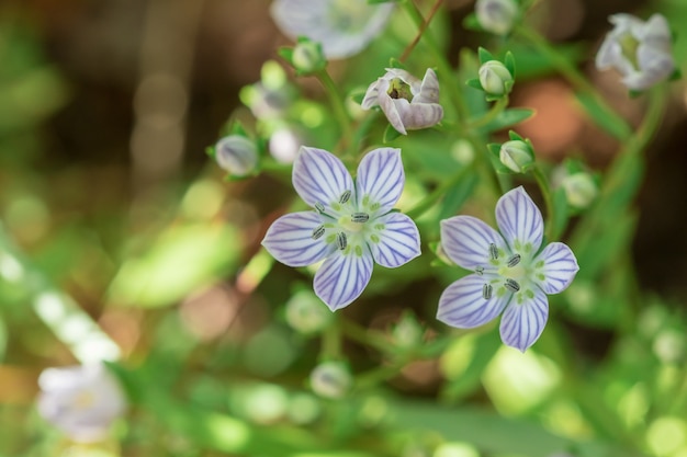 Swertia angustifolia is blooming beautifully. Is a rare forest species