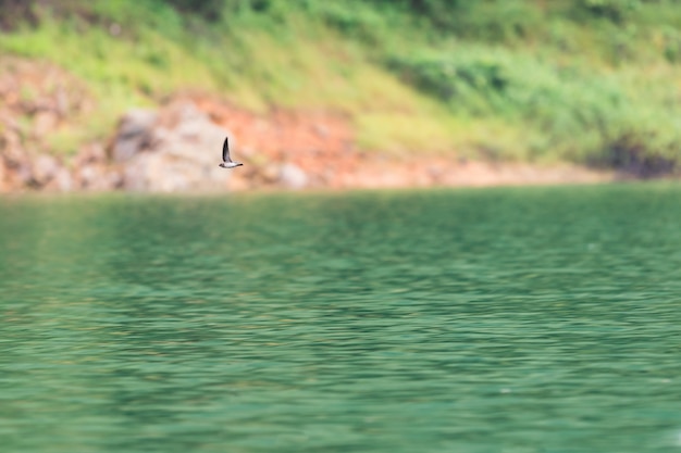 Swiftlets bird fly over the water in Hala-Bala Wildlife Sanctuary 