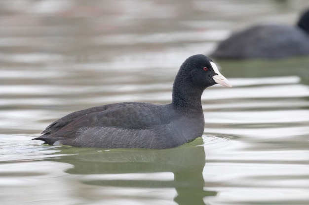 Swimming Coots (Fulica atra) Close up Eurasian Coots