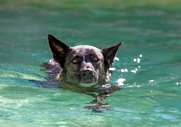 Swimming Dutch Shepherd