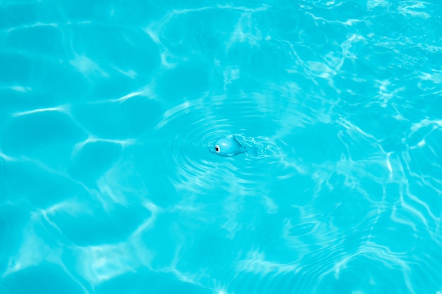 Swimming . Toy fish on swimming pool