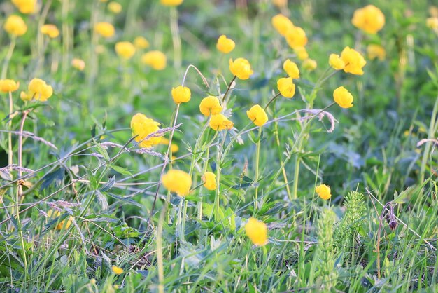 swimsuit wild yellow flowers, nature summer field with flowers abstract beautiful background nature toning