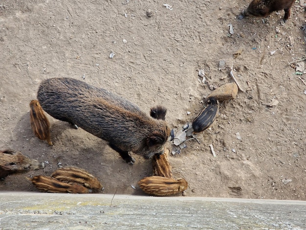 Swine fever wild boar in Genoa town Bisagno river urban wildlife looking for food in garbage and resting