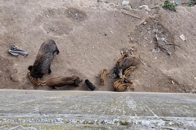 Swine fever wild boar in Genoa town Bisagno river urban wildlife looking for food in garbage and resting