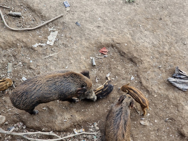 Swine fever wild boar in Genoa town Bisagno river urban wildlife looking for food in garbage and resting