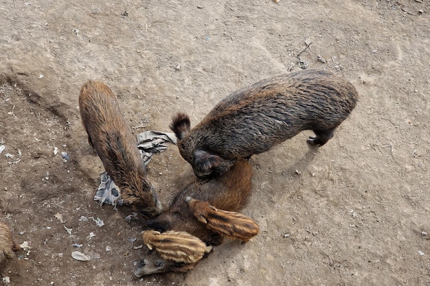 Swine fever wild boar in Genoa town Bisagno river urban wildlife looking for food in garbage and resting