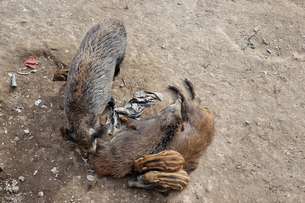 Swine fever wild boar in Genoa town Bisagno river urban wildlife looking for food in garbage and resting