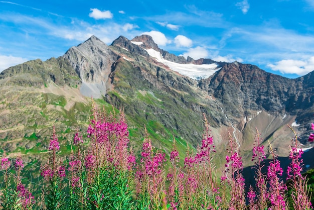 Swiss Apls with wild pink flowers