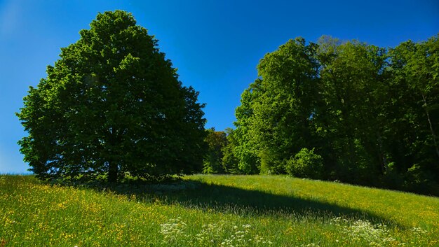 Switzerland Nature Geneva