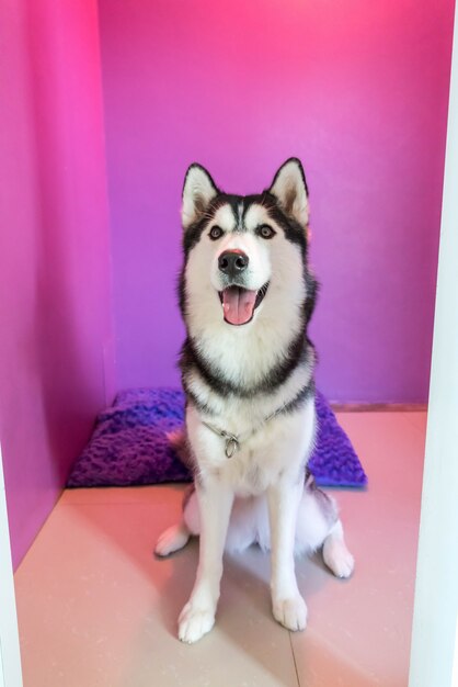 syberien husky in room