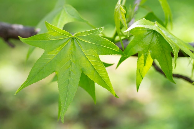 Sycamore maple leaves in the forest in spring