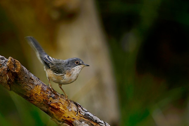 Sylvia cantillans - The western subalpine warbler is a typical small warbler. 