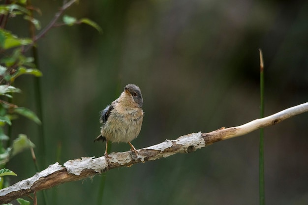 Sylvia cantillans  the western subalpine warbler is a typical small warbler