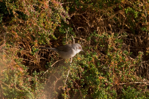 Sylvia melanocephala - The black-headed warbler is a species of passerine bird in the Sylviidae 