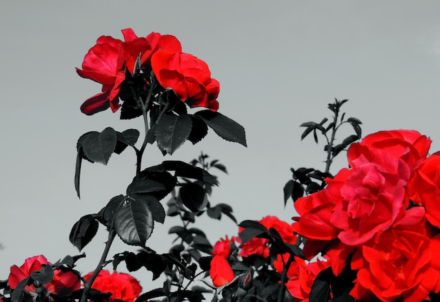 Symbolic Image Of Red Roses With Black Leaves Over White Background