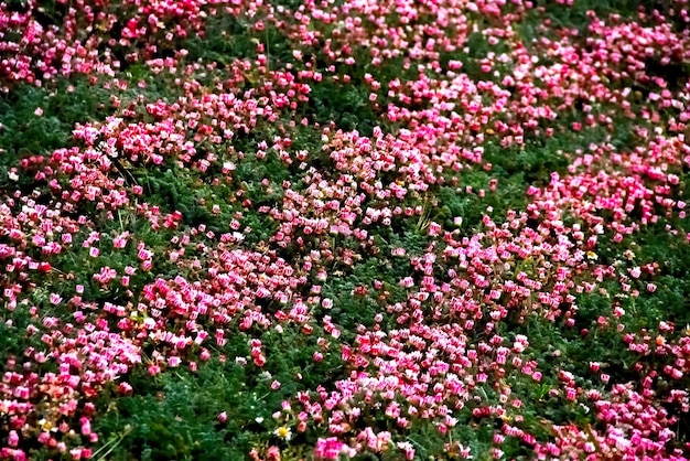 Symmetrical rows of pink flowers on a rustic field