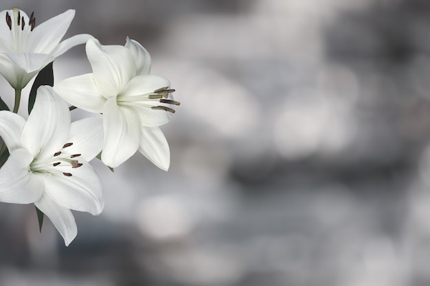 Sympathy card with lily flowers. Black and white image