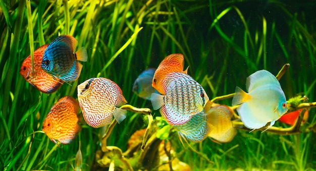 Symphysodon discus in an aquarium on a green background