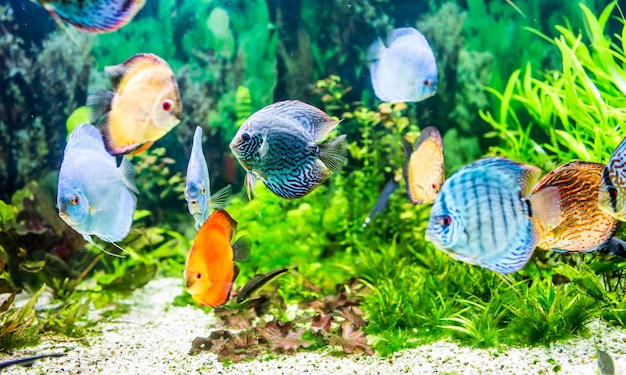 Symphysodon discus in an aquarium on a green background