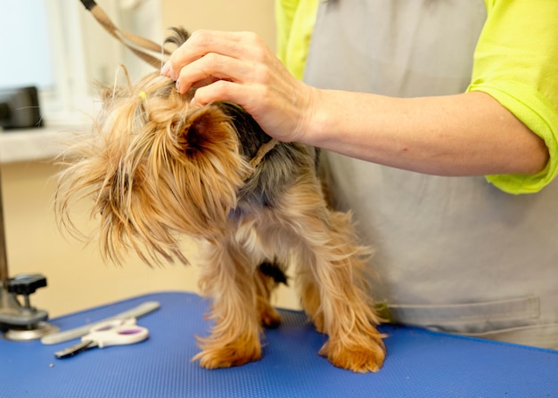 Symptoms of dogs. A veterinary doctor examines a Yorkshire terrier dog on the table