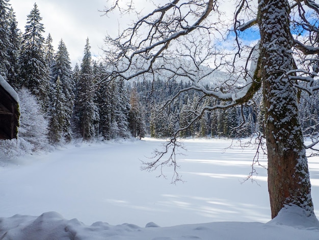 Synevyr against the background of a forest in the Carpathians in winter