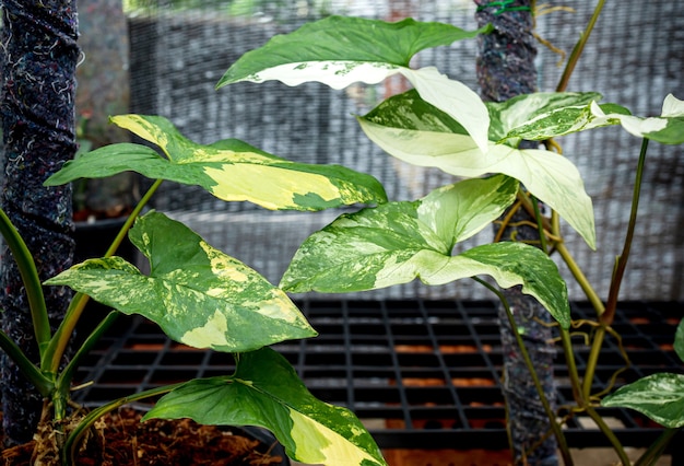 Photo syngonium albo variegated plant leaf close up. white variegation leaf