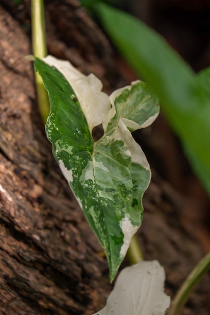 Syngonium albo white variegation indoor plant and foliage plants closeup leaf