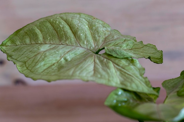 Syngonium light green color leaf closeup