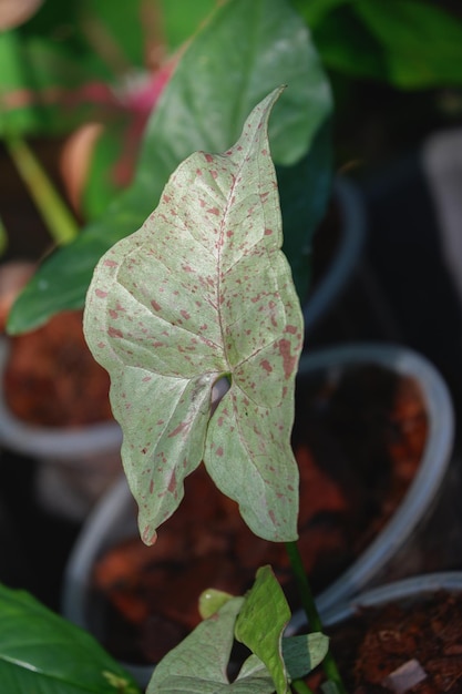 Syngonium milk confetti indoor plant and foliage plants closeup leaf