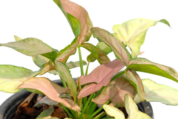 Syngonium pink passed is indoor plant on white background