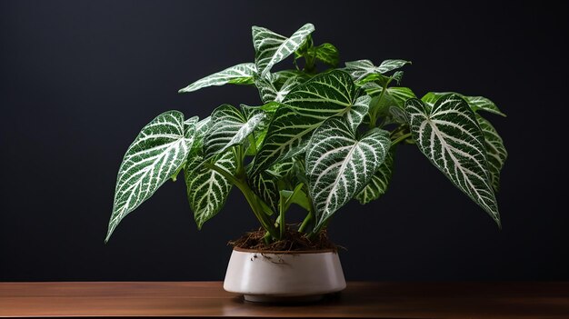 Photo syngonium plant lush green foliage closeup