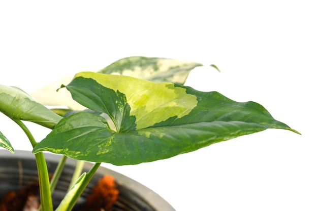 Syngonium podophyllum aurea variegated on white background